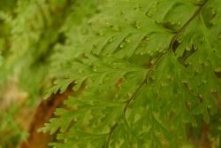 Hymenophyllum demissum. Portion of the lamina showing segments with entire margins, narrowly winged rachis, and sori arranged in pairs.  
 Image: L.R. Perrie © Te Papa 2011 CC BY-NC 3.0 NZ